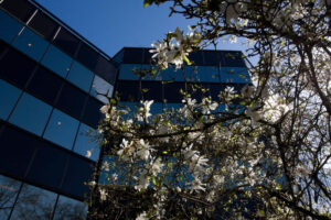 Office building with flowering tree